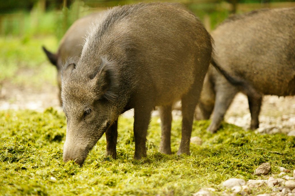 Foto von Wildschweinen